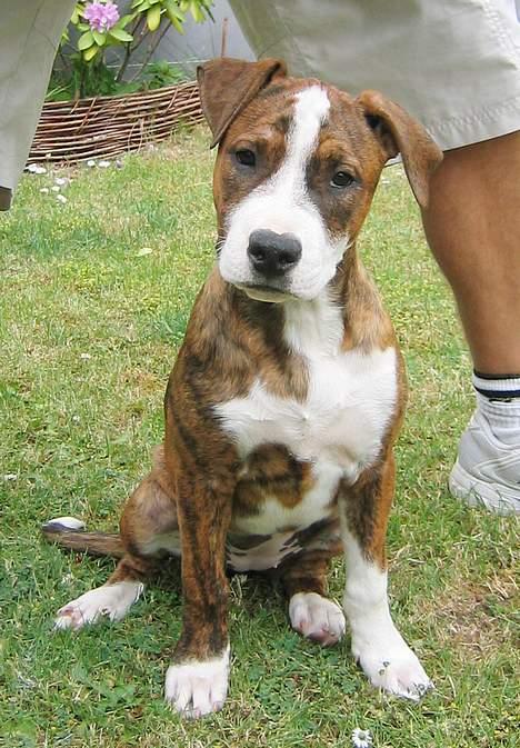 Amerikansk staffordshire terrier Nala - Vores darling... billede 1
