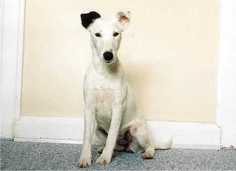Glathåret foxterrier silke - sidder pænnt for fotografen billede 1
