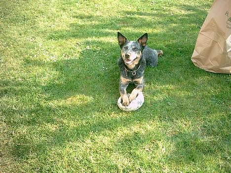 Australsk cattledog Ando billede 1