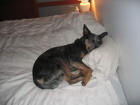 Australsk cattledog Ando billede 2