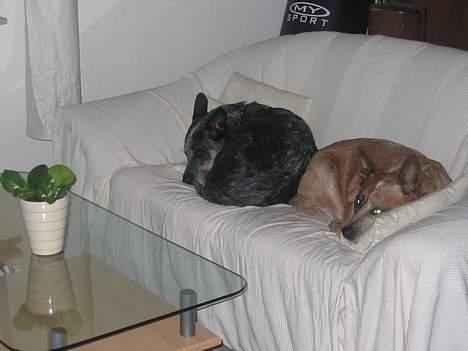 Australsk cattledog Ando billede 3