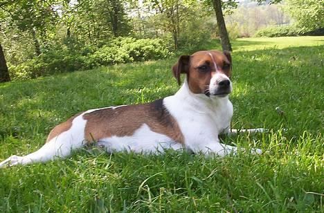 Dansk svensk gaardhund Mimzi - Søde Mimzi billede 1