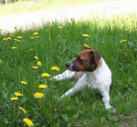 Dansk svensk gaardhund Mimzi - Mimzi, er lige model her. hehe billede 2