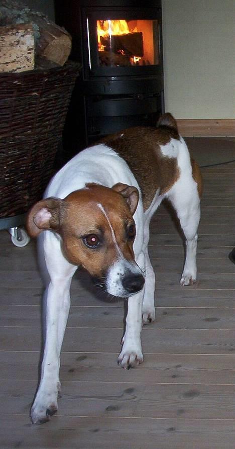 Dansk svensk gaardhund Mimzi - Søde Mimzi billede 3