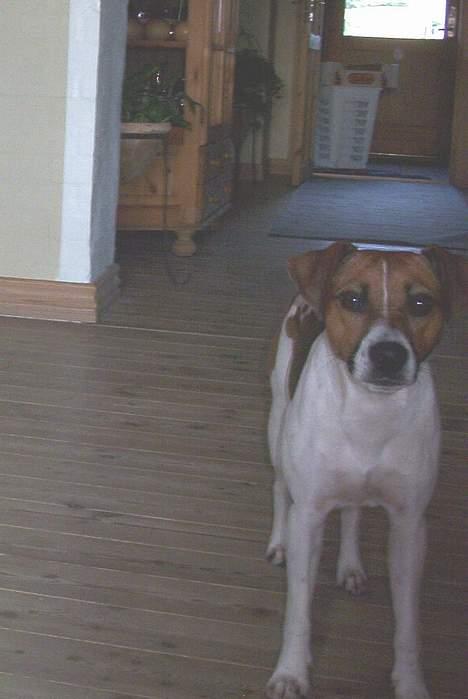 Dansk svensk gaardhund Mimzi - Mimzi billede 4