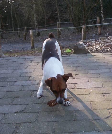 Dansk svensk gaardhund Mimzi - Leger lige med sig selv billede 5