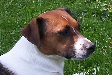 Dansk svensk gaardhund Mimzi - Søde <3 billede 6