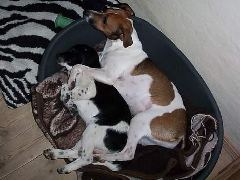 Dansk svensk gaardhund Mimzi - sover sammen med sin elskede søster. billede 7