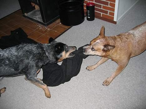 Australsk cattledog Ando billede 4