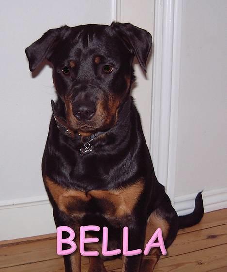Rottweiler BELLA billede 1