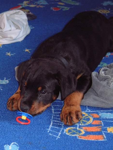 Rottweiler BELLA billede 3