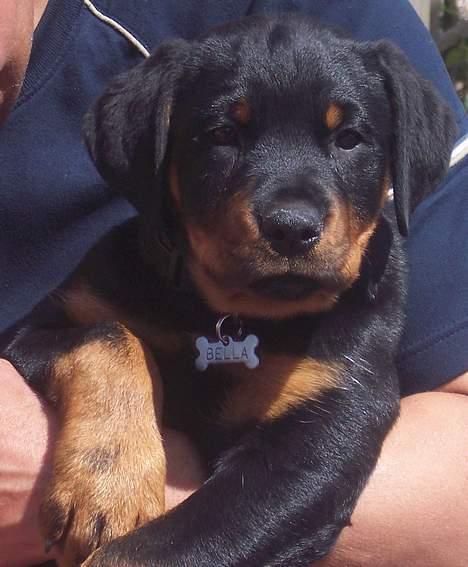 Rottweiler BELLA billede 2