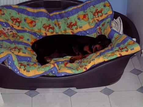 Rottweiler BELLA billede 4