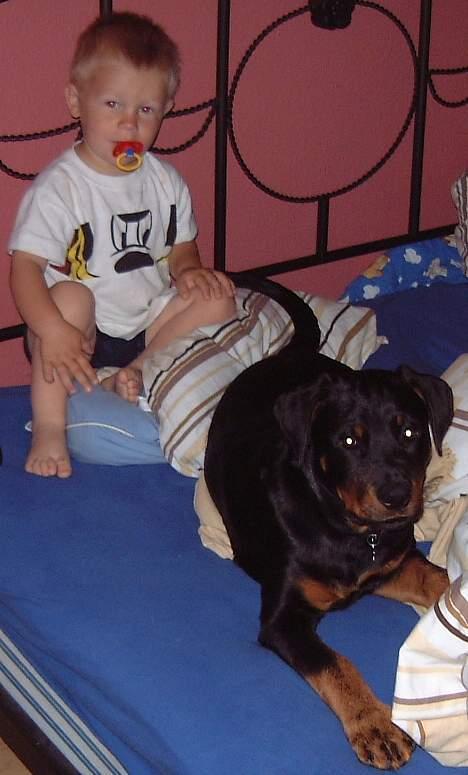 Rottweiler BELLA billede 5