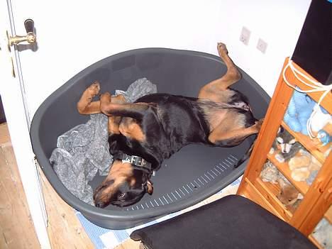 Rottweiler BELLA billede 6