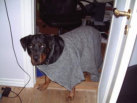 Rottweiler BELLA billede 8