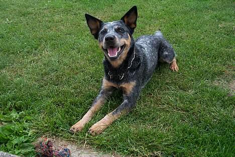 Australsk cattledog Ando billede 5