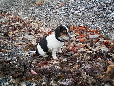 Jack russell terrier SPOT billede 1