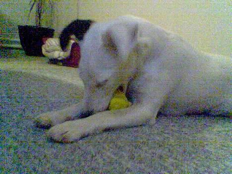 Glathåret foxterrier silke - silkes højt elskede bold billede 2