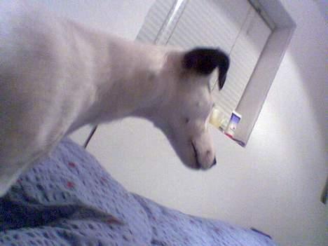 Glathåret foxterrier silke - underligt billede.. billede 3