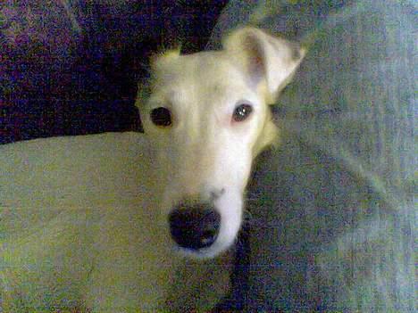 Glathåret foxterrier silke - hey jeg spv jo lige  billede 4