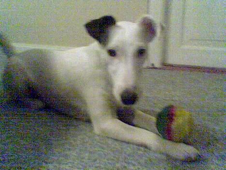 Glathåret foxterrier silke - bolden igen billede 5