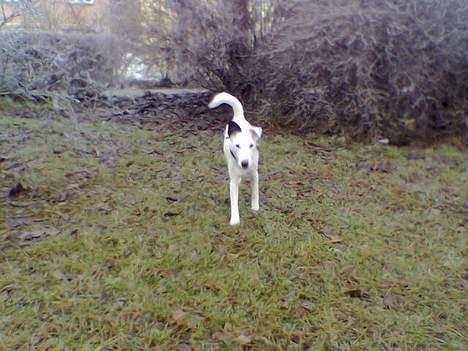 Glathåret foxterrier silke - på tur i parken billede 6
