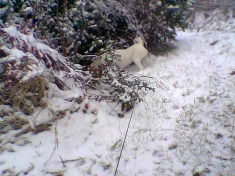Glathåret foxterrier silke - måske er der en lille fugl i busken billede 7