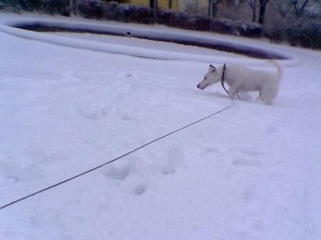 Glathåret foxterrier silke - det er skide sjovt det sne billede 8
