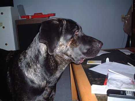 Blanding af racer Jenna - Hallo er det ikke en kiks billede 2