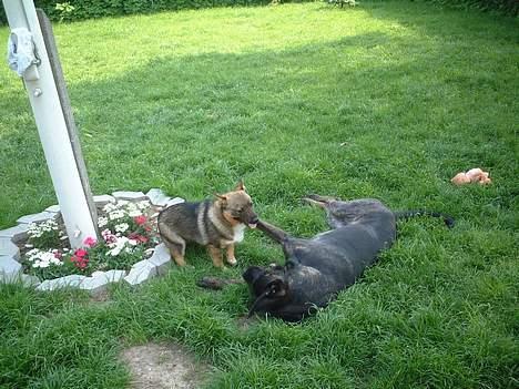 Blanding af racer Jenna - kom nu skal vi ikke lege  billede 3