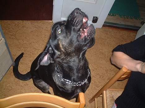 Blanding af racer Jenna - Jeg er sulten  billede 4