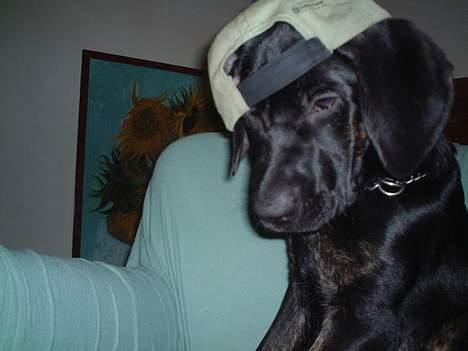 Blanding af racer Jenna - Hvaså Der billede 5