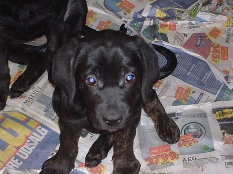 Blanding af racer Jenna billede 6