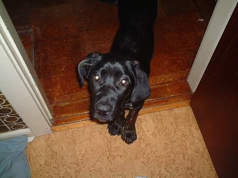 Blanding af racer Jenna - Numre jeg laver aldrig numre billede 7