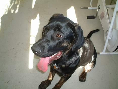 Blanding af racer Jenna - Fuck det varmt jeg er tørstig billede 8