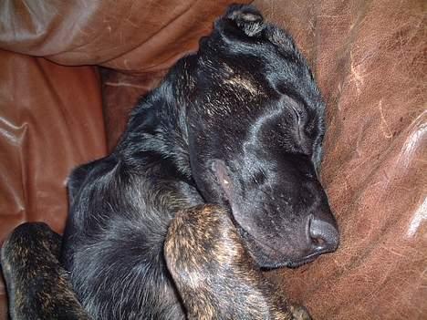 Blanding af racer Jenna - !!!!!!!!!!!!!!!!!!!!!!!!!!!!!!!!!!!!!!!!!!!!!!!!!!!! billede 9