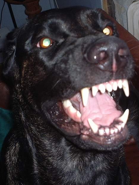 Blanding af racer Jenna billede 10