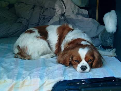 Cavalier king charles spaniel Molly - Molly elsker at ligge i bilen og slappe af. billede 1