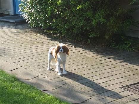 Cavalier king charles spaniel Molly - molly billede 2