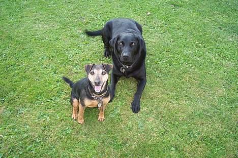 Labrador retriever Trold *Død* - Mig og min mor.. Eller det er hun vidst ikk.. Hun er for lille nogle gange kommer jeg til at træde på hende.. Heh Ups.. billede 1