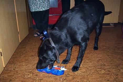 Labrador retriever Trold *Død* - Nøjjj pølser.. det kan jeg li.. billede 2