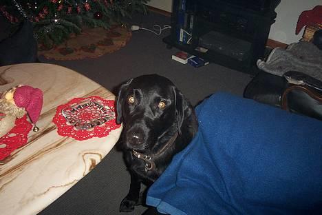 Labrador retriever Trold *Død* - Øvv er der virkelig ikk mere.. Jeg er stadig sulten.. billede 3