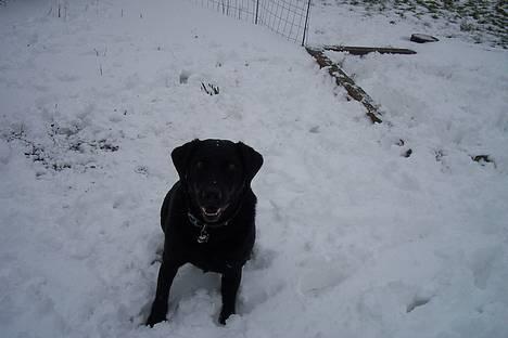 Labrador retriever Trold *Død* - Ahh elsker sne.. sagde du jeg sku blive oki.. Er du ikk snart færdig så jeg ka lege igen..`? billede 4
