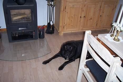 Labrador retriever Trold *Død* - Varme.. billede 5