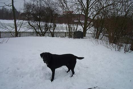 Labrador retriever Trold *Død* - Her er jeg klar til fuld firspring... billede 7