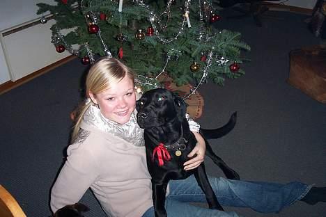 Labrador retriever Trold *Død* - ahh elsker juleaften så får man gaver af hele familien selv moster og onkel og mormor.. Til er det godbider eller tykkeben.. billede 8