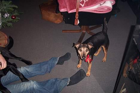 Tysk jagtterrier Tulle - Hmm mon vi har fået alle vores gaver?? billede 1