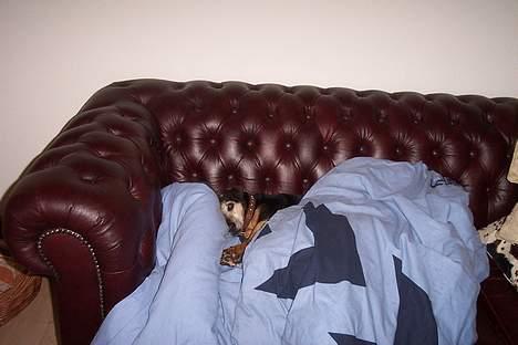 Tysk jagtterrier Tulle - Pis de opdagede mig.. Må ikke ligge i vores sofa.. billede 2