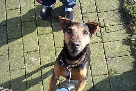 Tysk jagtterrier Tulle billede 3